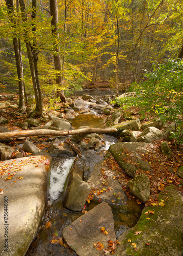 Fall foliage with colorful leafs red, yellow, green and river stream