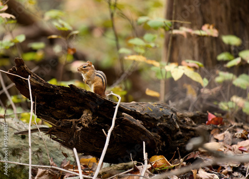 Small Chipmunk sitting on a tree stump.