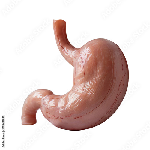 Realistic anatomical model of a human stomach, showcasing its structure and features.