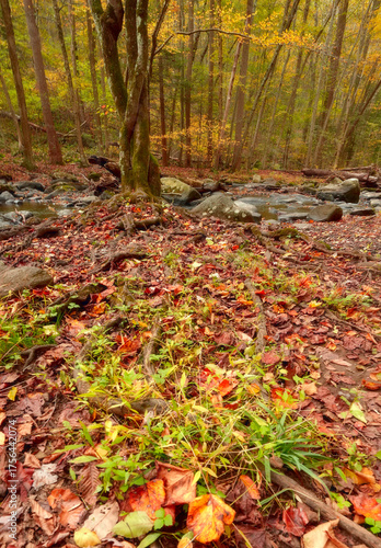 Fall foliage with colorful leafs red, yellow, green and river stream