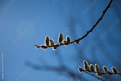 Delicate pussy willow branches silhouetted against a vibrant blue sky evoke feelings of springtime renewal and natural beauty for seasonal design projects