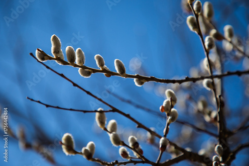 Delicate pussy willow branches against vibrant blue sky evoke feelings of springtime renewal and natural beauty, perfect for nature lovers