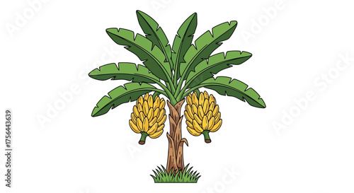 Vector illustration of illustration of a banana tree with ripe yellow banana bunches and green leaves, isolated on a