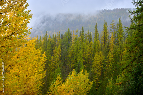 Larch and Aspen in Mountain Mist. Colourful larch and aspen on a misty mountainside in the autumn.
