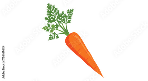 A vibrant orange carrot with healthy green leafy tops ready for harvest and culinary use.