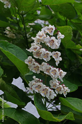Close up of a branch of Indian bean tree or Catalpa bignonioides in bloom, Sofia, Bulgaria 