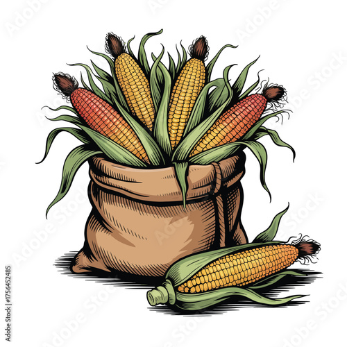 Freshly harvested corn in a burlap sack with loose ears