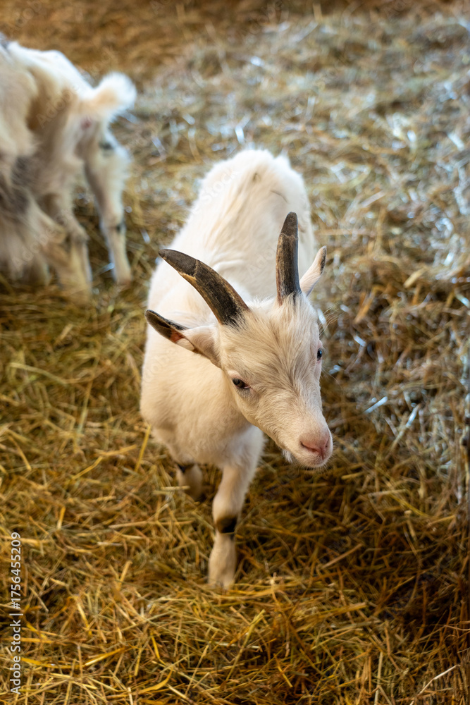 Obraz premium A young kid goat with small horns stands and looks directly at the camera. The overhead perspective and shallow focus emphasize the animal's innocence and the straw bedding