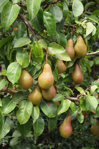 Poires bio vertes sur arbre poirier 