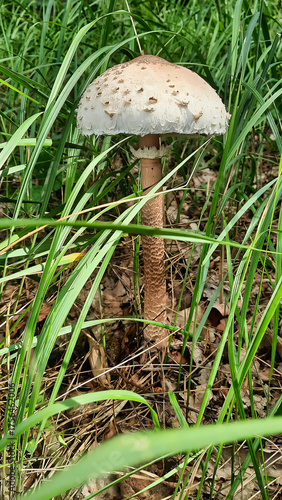 a beautiful Owl mushroom growing in the forest in July