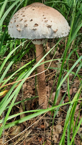 a beautiful Owl mushroom growing in the forest in July