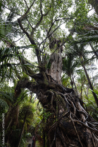 Tree in the Rainforest in Piha, New Zealand