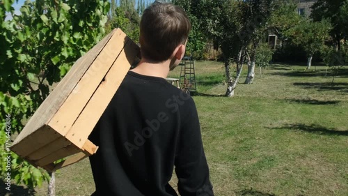 The camera follows behind a young man walking confidently through a fruit garden, carrying a wooden crate on his shoulder for apple harvesting. Rear view of a person heading into the orchard.