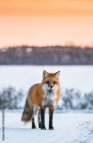 Red fox in winter