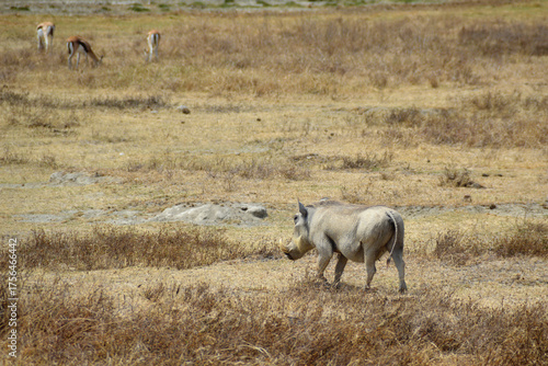 Africa, Tanzania, Ngorongoro, warthog with gazelles