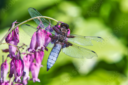 brown dragonfly on a red flower in the garden in summer