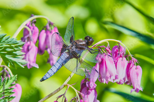 brown dragonfly on a red flower in the garden in summer