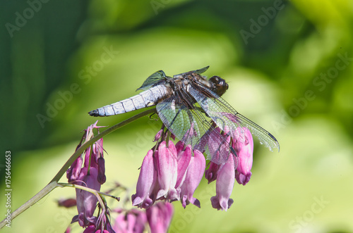 brown dragonfly on a red flower in the garden in summer