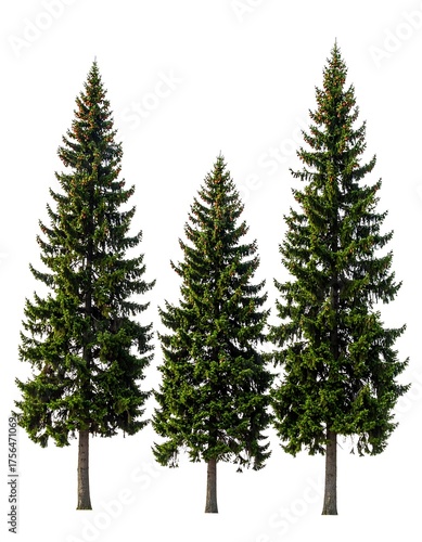 Three vibrant evergreen trees stand tall against a clean white backdrop, showing detailed texture