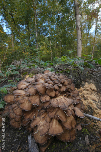 Vertical closeup on the edible hen-of-the-woods, sheep's head,ram's head or maitake mushroom, Grifola frondosa