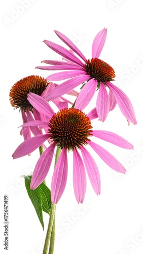 Three vibrant purple coneflowers with dark orange centers and green stems, against a white background