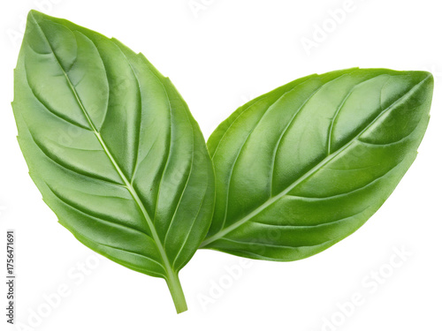  basil isolated on transparent white background clipping path 