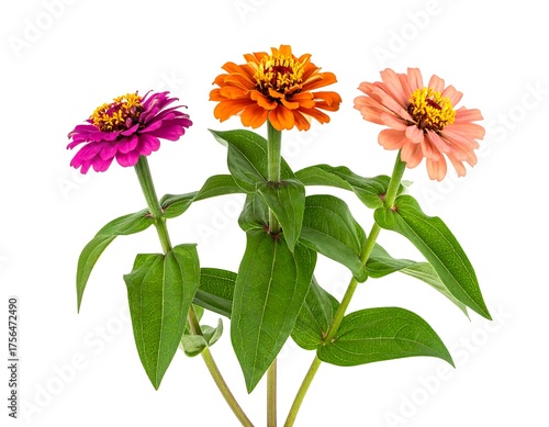 Three vibrant zinnia flowers in shades of pink, orange and peach with green leaves, isolated