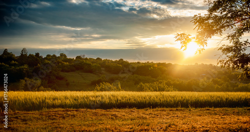 Fototapeta Naklejka Na Ścianę i Meble -  Scenic landscape golden wheat field at sunset dramatic cloudy sky  sun rays breaking through, rural peaceful view.