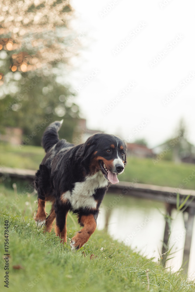 Obraz premium A Bernese Mountain Dog sitting on the grass in a peaceful outdoor setting. The dog has a friendly expression, with its tongue out and tail relaxed. The background features trees and green grass, creat