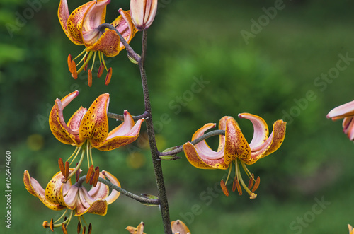red lilies blooming in the garden in the summer sun