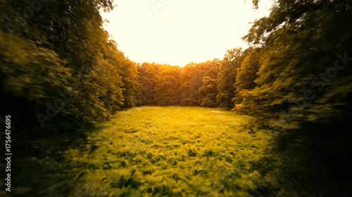 Drone flies forward over a dense ancient forest, approaching a hidden sun-drenched clearing sunlight, woods, vista