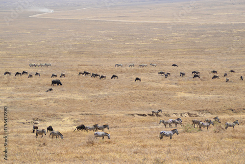 Africa, Tanzania, Ngorongoro, zebras and gnus & buffaloes