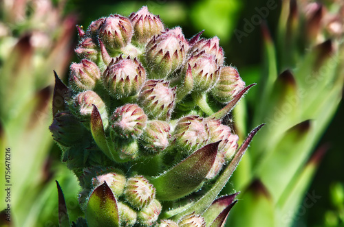a group of pink flower buds on a plant in its natural habitat