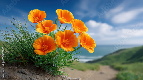 California poppy flower with bright orange petals growing wild on sunlit hillside with green grass and ocean view under blue sky