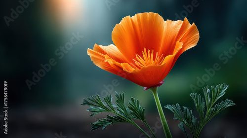 Orange poppy flower with delicate petals and green leaves glowing softly in natural sunlight