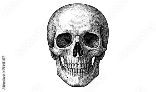 Human Skull Front View – Vintage Engraving Halloween Anatomy Illustration, Vector and PNG Isolated on Transparent Background