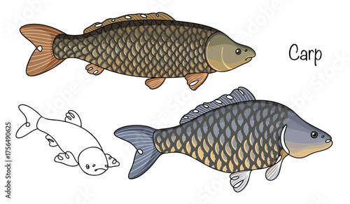 Carp