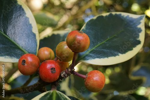 RAMA DE ACEBO. FRUTOS DE COLOR ROJO. FONDO DESENFOCADO. ILEX.