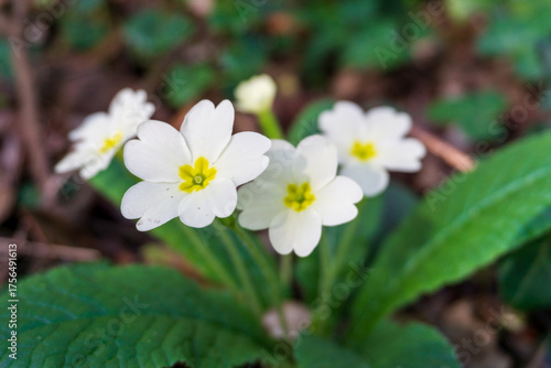 PRÍMULA. PRIMAVERAS. PLANTA NATURAL. FLORES DE COLOR BLANCO. FONDO DESENFOCADO.