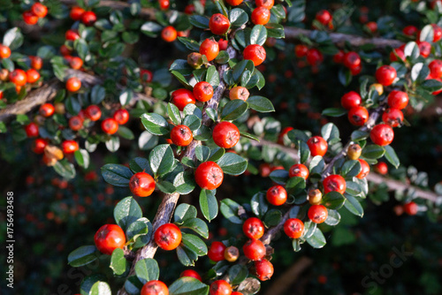 COTONEASTER HORIZONTAL PLANTA NATURAL. HOJAS VERDES. FRUTOS ROJOS. MUCHAS RAMAS.