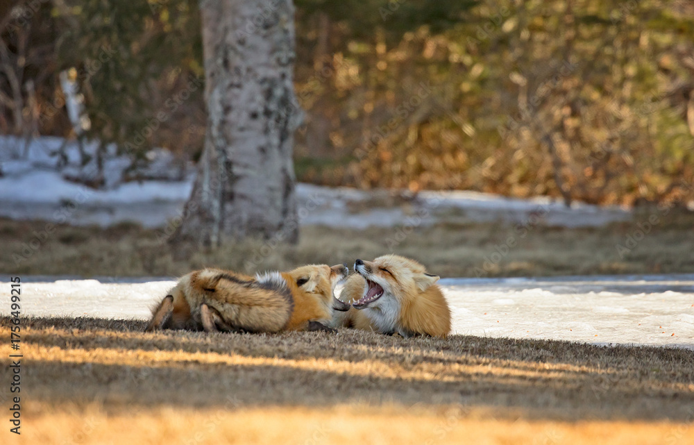 Obraz premium Urban red fox