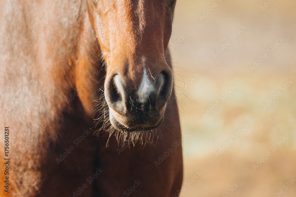 Naklejka premium Brown horse muzzle with white marking and whiskers