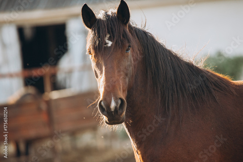 Photography Brown horse looking directly at viewer on farm