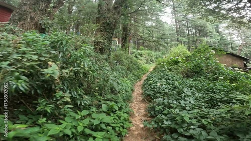 Walking through Dharamkot forest near Dharamshala, India - low angle wide lens shot showing green trees, forest ground, and calm Himalayan nature atmosphere.