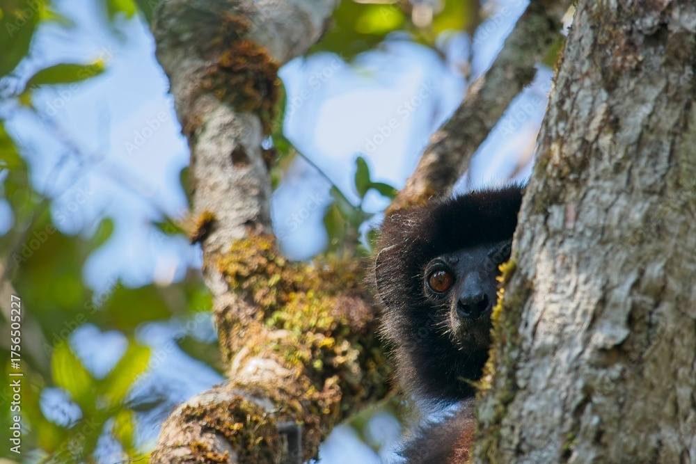 Naklejka premium milne edwards's sifaka partially hidden by tree trunk, observing surrounding environment in natural habitat
