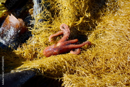 Fotografie East Pacific red octopus, scavenging and hunting on the shoreline on Haida Gwaii