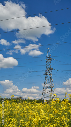 The electric transmission lines pass through the rapeseed field. A large field of ripe golden rapeseed ready for harvesting and oil production.