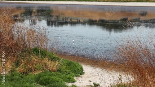 Three Great White Egrets Feeding In Pond With Plants And Other Birds In Foreground Wetlands Petaluma California
