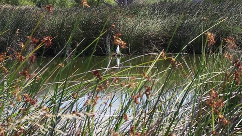 Great White Egret Standing Amid Reeds Across Pond With Reflection Preening And Looking Around Petaluma California
