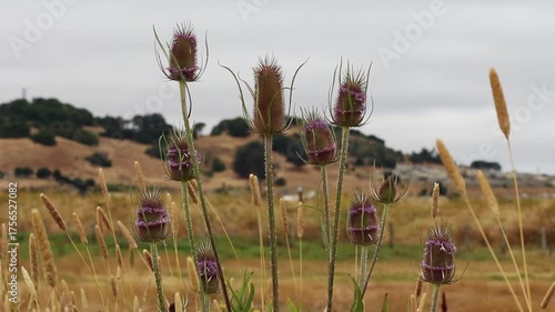 Purple Thistles And Tops Of Yellow Grass Swaying In Breeze Against Overcast Sky And Hills Petaluma California
